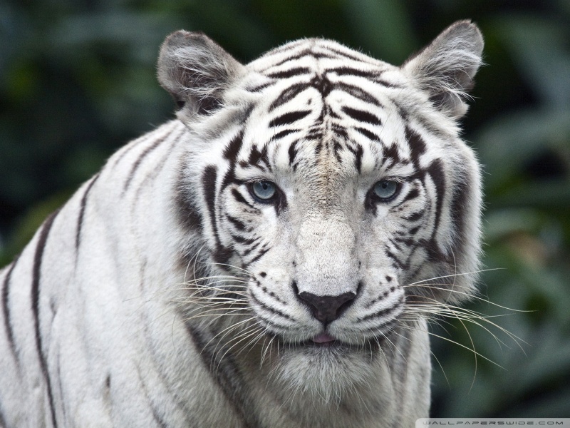 white tiger wallpapers. White Tiger desktop wallpaper