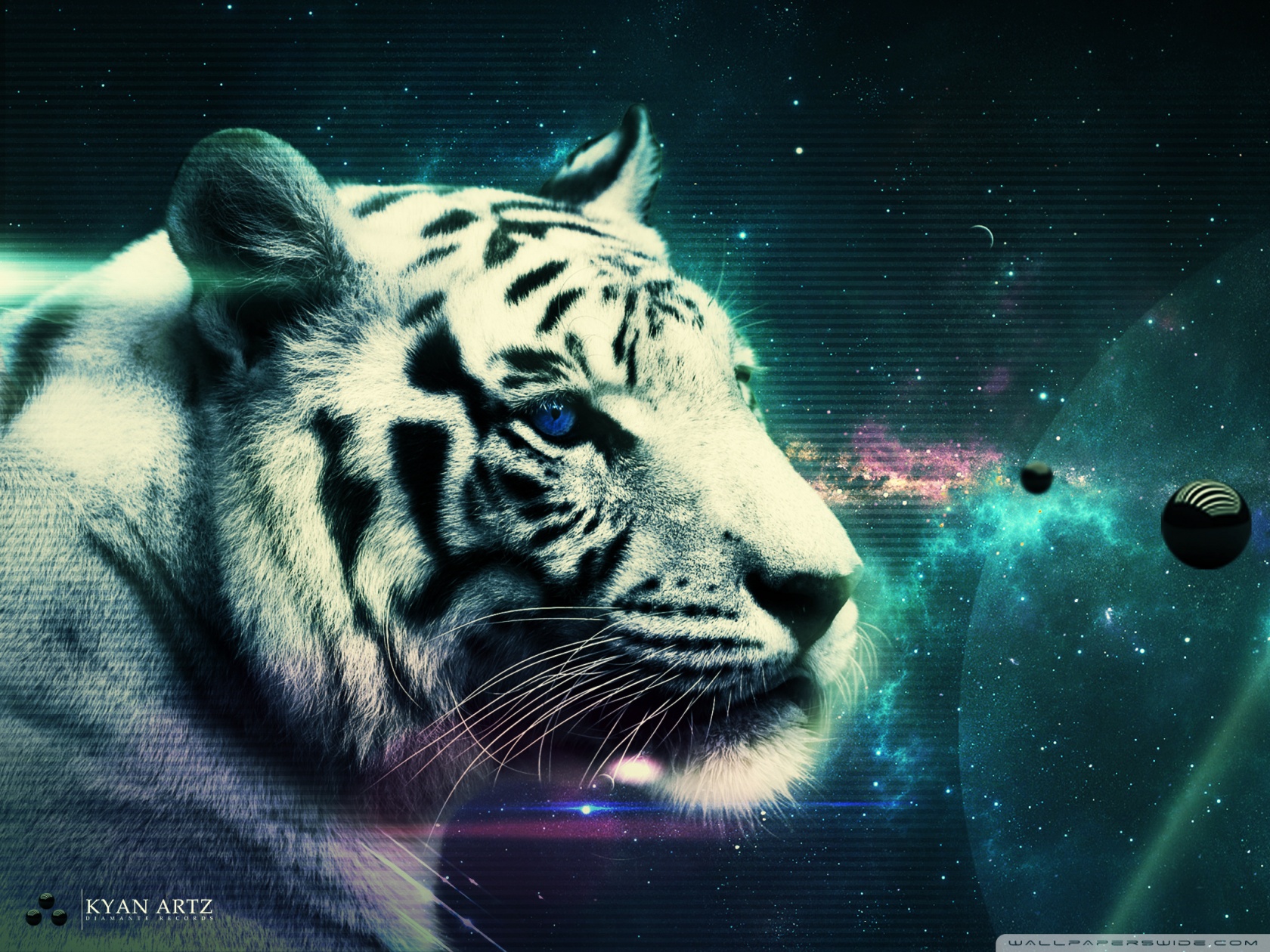 White Tiger Ultra HD Desktop Background Wallpaper for 4K UHD TV : Tablet :  Smartphone
