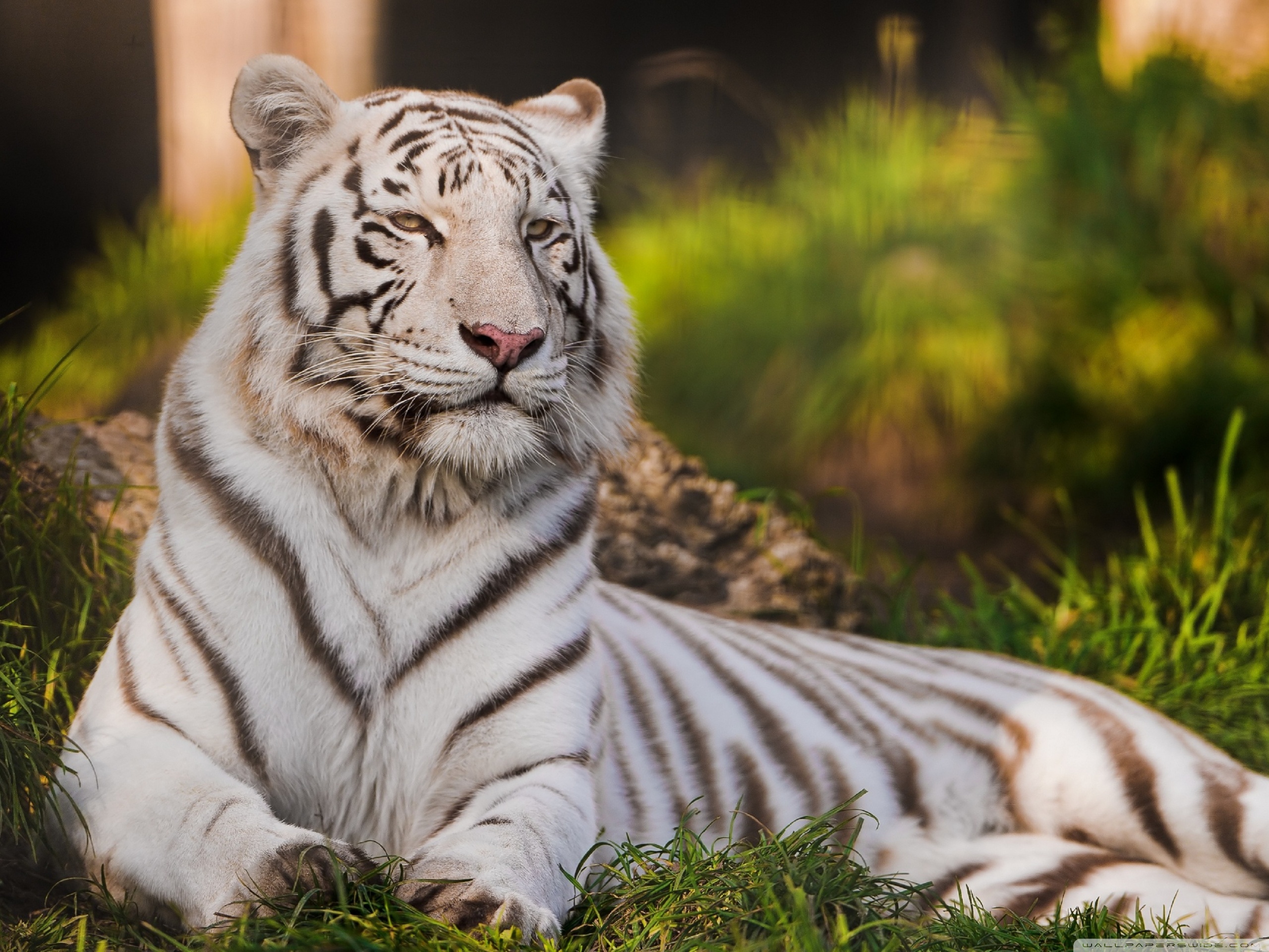 White Tigress Lying In The Grass Ultra Hd Desktop Background