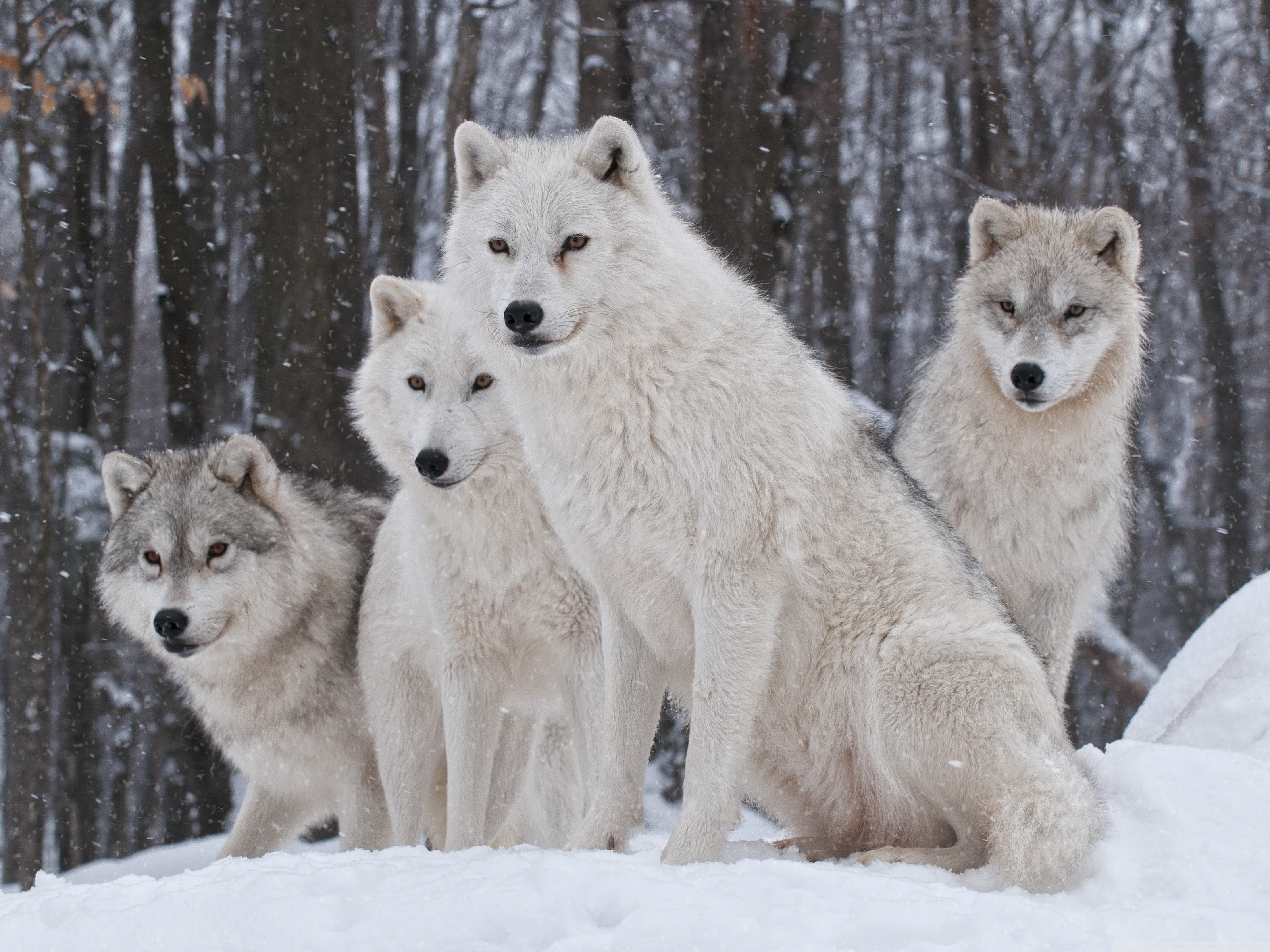 White Wolves Pack Ultra HD Desktop