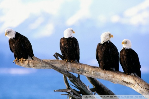 eagles wallpaper. Eagles desktop wallpaper