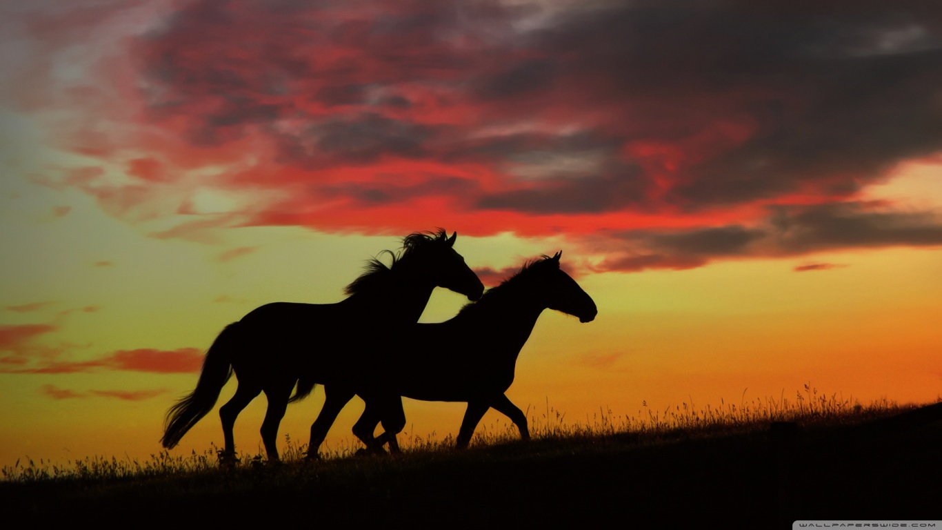 Wild Horses Sunset | All HD Wallpapers