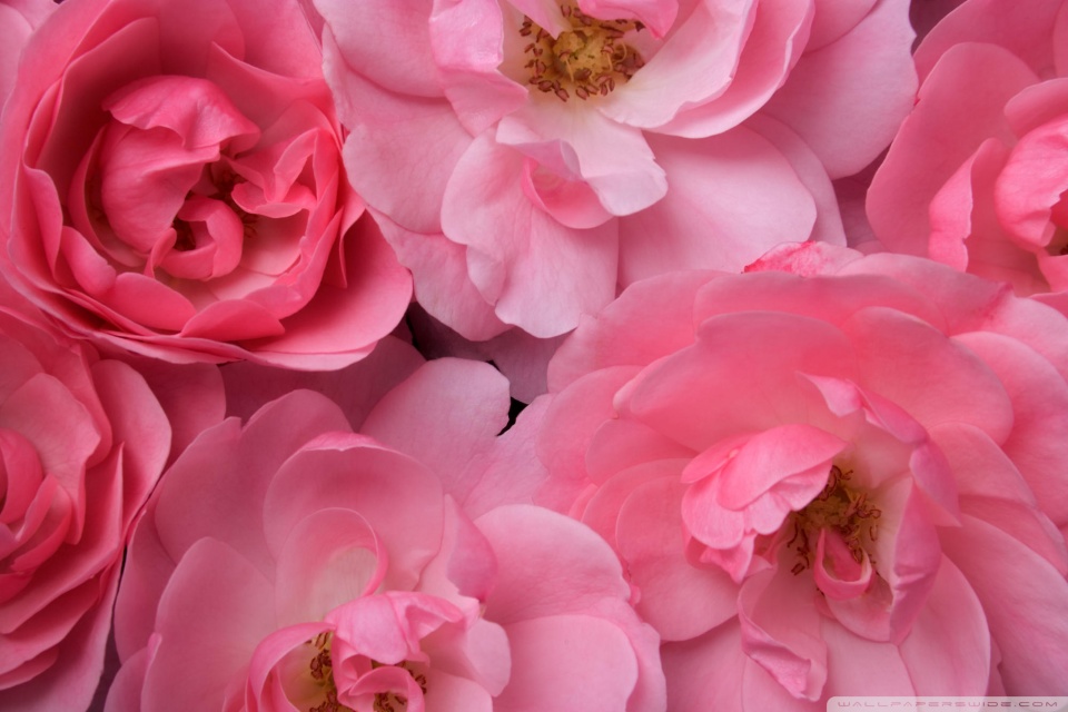pink roses wallpaper. Rate this wallpaper