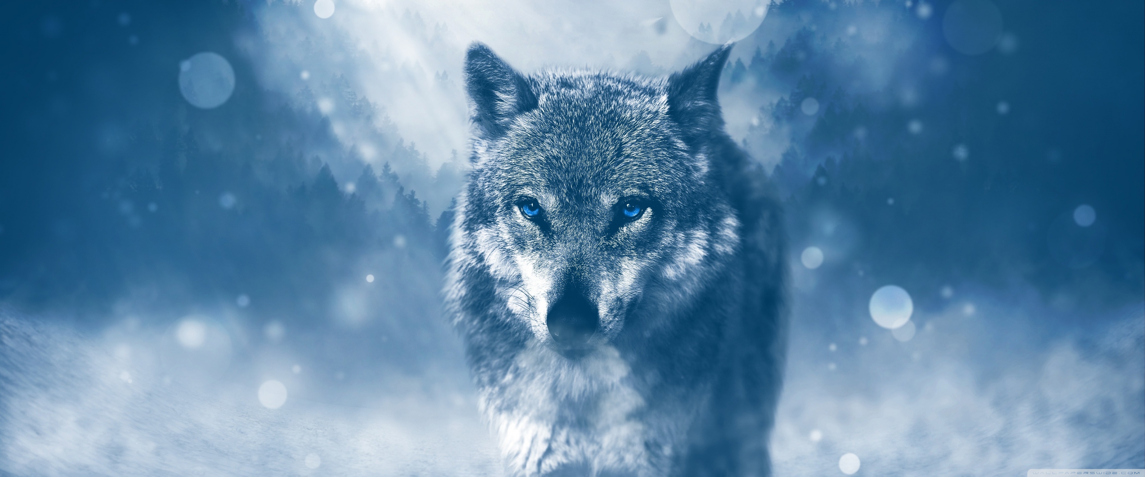 Wolf Winter Ultra HD Desktop Background