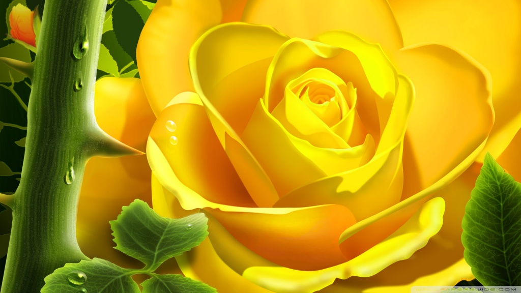 wallpaper yellow. 2011 Yellow Rose Wallpaper