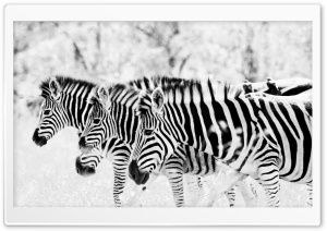 3 Zebra's HD Wide Wallpaper for Widescreen