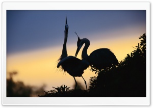 A Pair Of Cranes HD Wide Wallpaper for Widescreen
