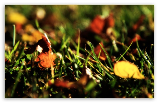 A Pile Of Autumn Leaves wallpaper for Wide 16:10 Widescreen WHXGA WQXGA WUXGA WXGA ;