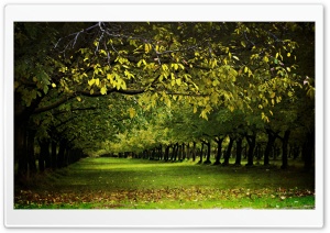 A Walnut Orchard In The Fall HD Wide Wallpaper for Widescreen