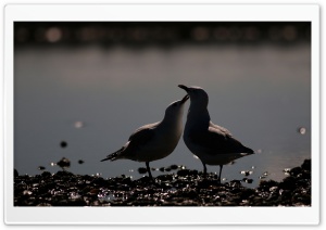 Affection HD Wide Wallpaper for Widescreen
