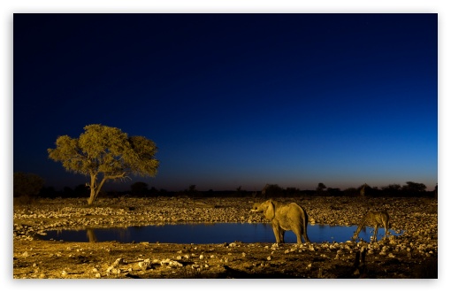 African Elephants HD wallpaper for Wide 16:10 Widescreen WHXGA WQXGA WUXGA WXGA ;
