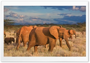 African Elephants Samburu National Reserve Kenya HD Wide Wallpaper for Widescreen