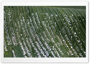 After The Rain HD Wide Wallpaper for Widescreen