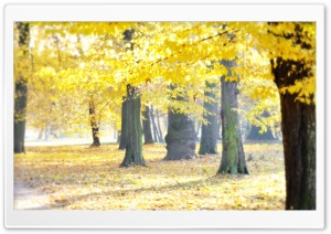 Airy Autumn HD Wide Wallpaper for Widescreen