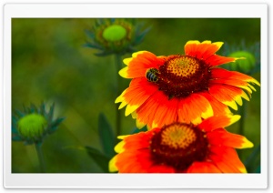 Almost Summer HD Wide Wallpaper for Widescreen