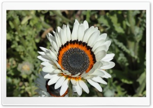 Amazing Flowers HD Wide Wallpaper for Widescreen