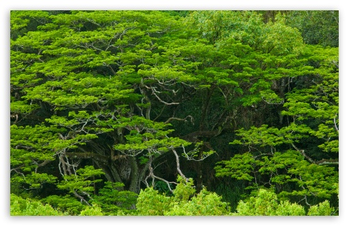 Amazing Trees, Waimea Valley, Hawaii HD wallpaper for Wide 16:10 Widescreen WHXGA WQXGA WUXGA WXGA ;