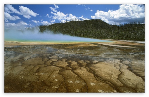 national wallpaper. Bison Yellowstone National