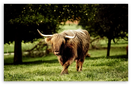 Animal HD wallpaper for Wide 16:10 Widescreen WHXGA WQXGA WUXGA WXGA ;
