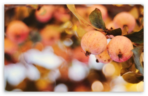 Apple Bokeh wallpaper for Wide 16:10 Widescreen WHXGA WQXGA WUXGA WXGA ;