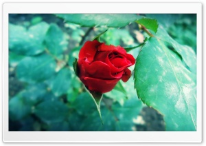 atuKa`s art (rose) HD Wide Wallpaper for Widescreen
