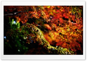 Autumn Branches HD Wide Wallpaper for Widescreen