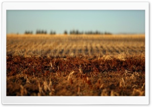 Autumn Field HD Wide Wallpaper for Widescreen