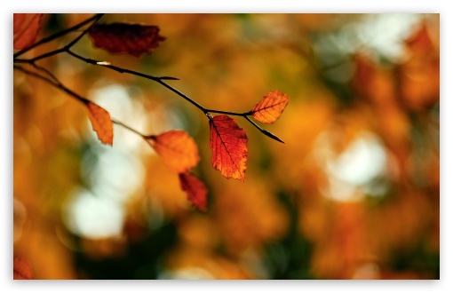 Autumn Foliage wallpaper for Wide 16:10 Widescreen WHXGA WQXGA WUXGA WXGA ;