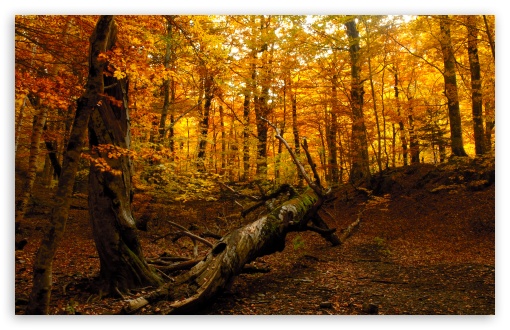 Autumn Forest HD wallpaper for Wide 16:10 Widescreen WHXGA WQXGA WUXGA WXGA ;