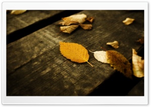 Autumn Has Arrived 7 HD Wide Wallpaper for Widescreen
