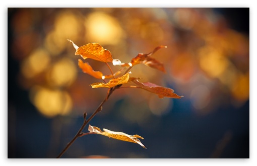 Autumn Leaves wallpaper for Wide 16:10 Widescreen WHXGA WQXGA WUXGA WXGA ;