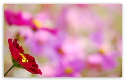 Autumn Red Cosmos HD wallpaper for Wide 16:10 Widescreen WHXGA WQXGA WUXGA WXGA ;