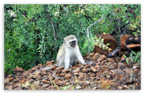 Baby Vervet Monkey wallpaper for Standard 4:3 Fullscreen UXGA XGA SVGA ; Wide 16:10 Widescreen WHXGA WQXGA WUXGA WXGA ; HD 16:9 High Definition WQHD QWXGA 1080p 900p 720p QHD nHD ; Mobile VGA iPad - VGA QVGA Smartphone ( PocketPC GPS iPod Zune BlackBerry HTC Samsung LG Nokia Eten Asus ) ;