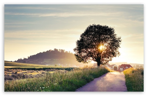 Backlit Tree HD wallpaper for Wide 16:10 Widescreen WHXGA WQXGA WUXGA WXGA ;