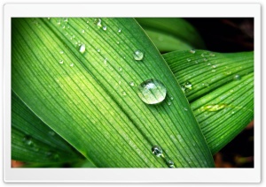 Backyard Raindrops HD Wide Wallpaper for Widescreen