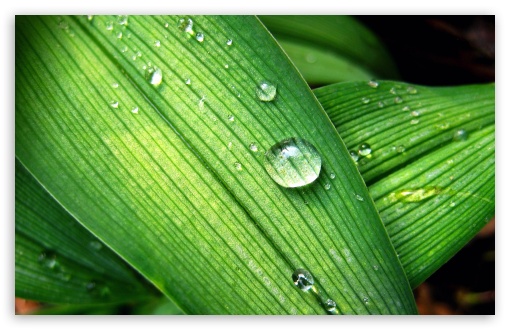 Backyard Raindrops HD wallpaper for Wide 16:10 Widescreen WHXGA WQXGA WUXGA WXGA ;
