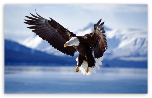 eagle wallpaper. 5 Bald Eagle wallpaper for