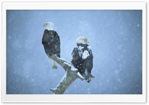 Bald Eagles In Falling Snow Kenai Peninsula Alaska HD Wide Wallpaper for Widescreen