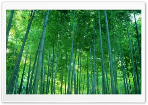 Bamboo Forest HD Wide Wallpaper for Widescreen