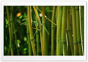Bamboo Stems HD Wide Wallpaper for Widescreen