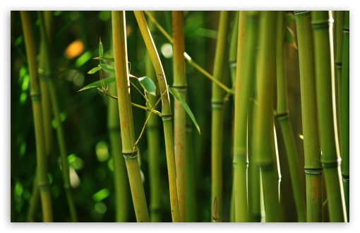 Bamboo Stems HD wallpaper for Wide 16:10 Widescreen WHXGA WQXGA WUXGA WXGA ;