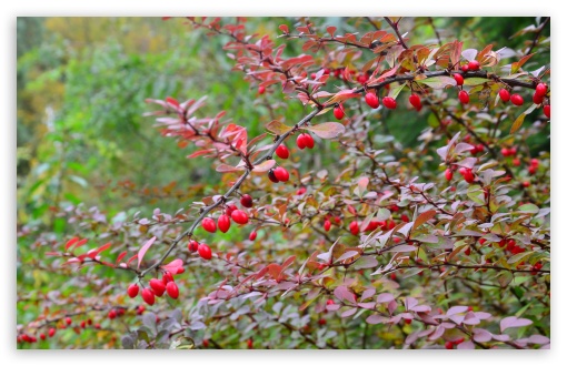 Barberry wallpaper for Standard 4:3 Fullscreen UXGA XGA SVGA ; Wide 16:10 Widescreen WHXGA WQXGA WUXGA WXGA ; HD 16:9 High Definition WQHD QWXGA 1080p 900p 720p QHD nHD ; Mobile VGA iPad - VGA QVGA Smartphone ( PocketPC GPS iPod Zune BlackBerry HTC Samsung LG Nokia Eten Asus ) ;