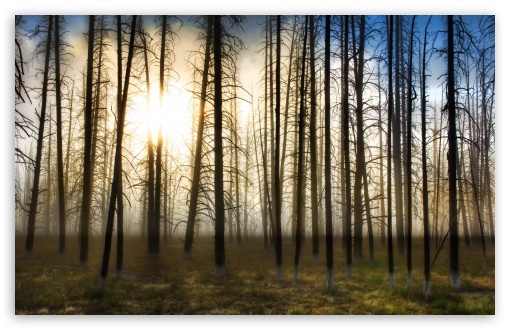 Bare Forest HD wallpaper for Wide 16:10 Widescreen WHXGA WQXGA WUXGA WXGA ;
