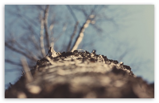 Bare Tree wallpaper for Wide 16:10 Widescreen WHXGA WQXGA WUXGA WXGA ;