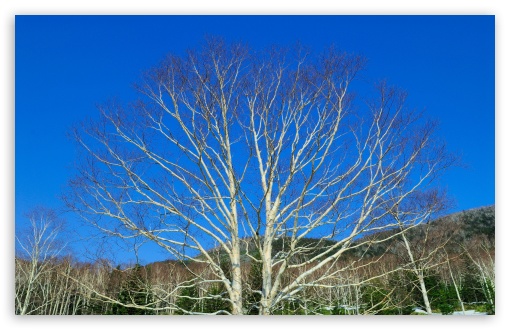 Bare Tree Against Blue Sky wallpaper for Wide 16:10 Widescreen WHXGA WQXGA WUXGA WXGA ;
