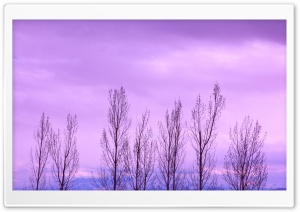 Bare Trees In Winter HD Wide Wallpaper for Widescreen