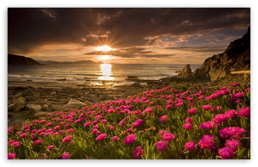 Beach Flowers HD wallpaper for Wide 16:10 Widescreen WHXGA WQXGA WUXGA WXGA ;