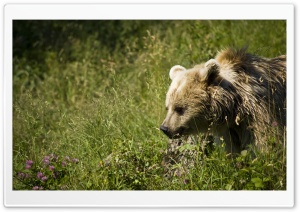Bear HD Wide Wallpaper for Widescreen