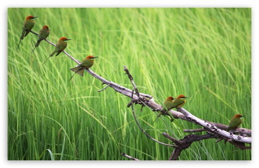 Beautiful Birds wallpaper for Wide 16:10 Widescreen WHXGA WQXGA WUXGA WXGA ;