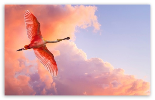 Priče za lep dan - Page 5 Beautiful_birds_flying-t2